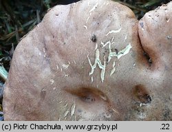 Butyriboletus fechtneri (masłoborowik blednący)