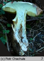 Butyriboletus fechtneri (masłoborowik blednący)