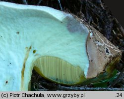 Butyriboletus fechtneri (masłoborowik blednący)