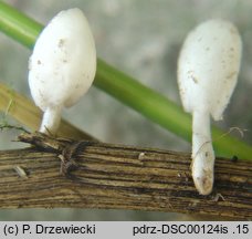 Coprinopsis phaeospora