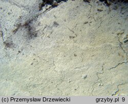 Sistotrema brinkmannii (wielozarodniczka gruzełkowata)