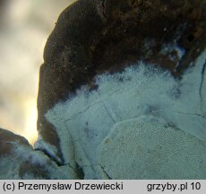 Sistotrema brinkmannii (wielozarodniczka gruzełkowata)