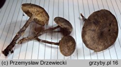 Rhodocybe caelata (bruzdniczka piaskowa)