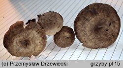 Rhodocybe caelata (bruzdniczka piaskowa)