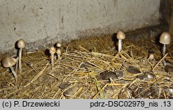 Panaeolus semiovatus (kołpaczek blady)