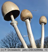 Panaeolus semiovatus (kołpaczek blady)