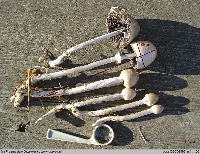 Panaeolus semiovatus (kołpaczek blady)