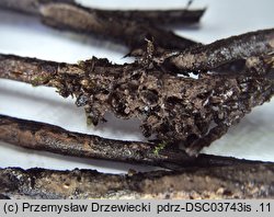 Thelephora wakefieldiae (kutnerka fioletowawa)