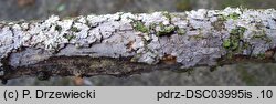 Peniophora lycii (powłocznica kulistorozwierkowa)