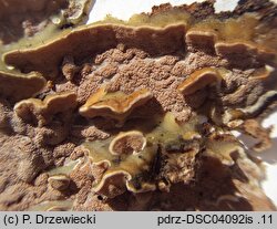 Vitreoporus dichrous (klejoporek dwubarwny)