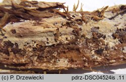 Hyphoderma roseocremeum (strzÄ™pkoskÃ³rka rÃ³Å¼owokremowa)