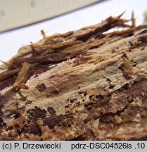 Hyphoderma roseocremeum (strzępkoskórka różowokremowa)