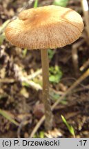 Pholiotina cyanopus (stożkówka sinostopka)