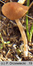 Pholiotina cyanopus (stożkówka sinostopka)