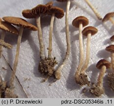 Pholiotina cyanopus (stożkówka sinostopka)