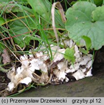 Spongiporus floriformis (drobnoporek kwiatokształtny)