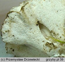 Spongiporus floriformis (drobnoporek kwiatoksztaÅ‚tny)