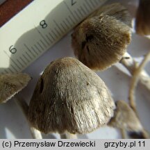 Entoloma araneosum (dzwonkówka srebrzystowłóknista)