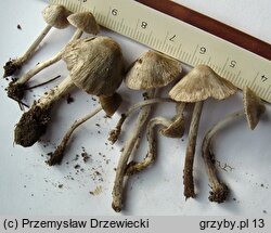 Entoloma araneosum (dzwonkówka srebrzystowłóknista)