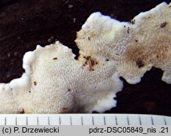 Antrodiella faginea (jamkóweczka bukowa)