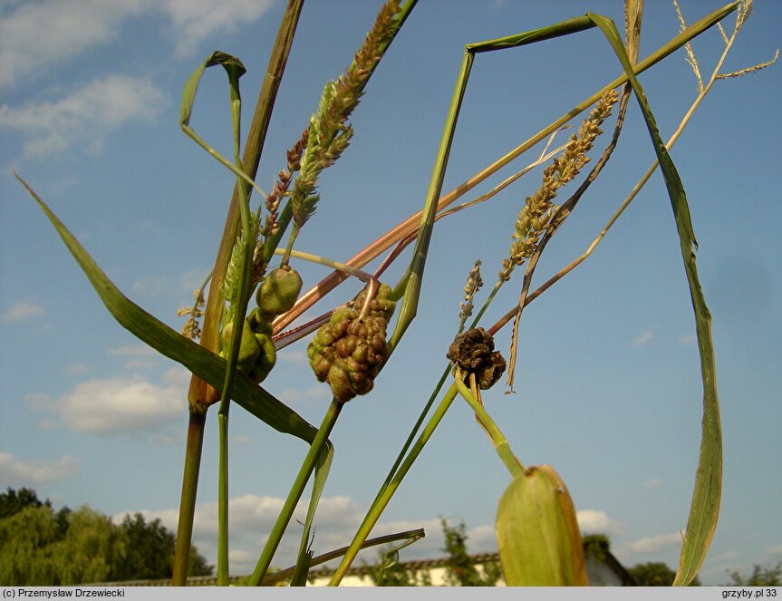 Ustilago trichophora (głownia chwastnicy)