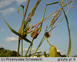 Ustilago trichophora (głownia chwastnicy)