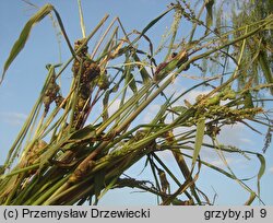 Ustilago trichophora (głownia chwastnicy)