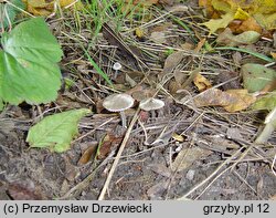 Entoloma araneosum (dzwonkówka srebrzystowłóknista)