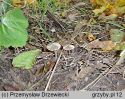 Entoloma araneosum (dzwonkówka srebrzystowłóknista)