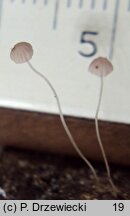 Mycena smithiana (grzybówka bladoszara)