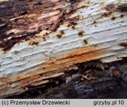 Phlebia lilascens (żylak liliowy)