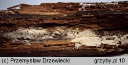 Fuscopostia leucomallella (rdzawoporek rozwierkowy)