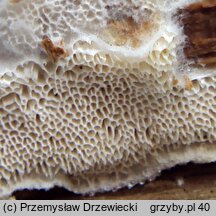 Fuscopostia leucomallella (drobnoporek rozwierkowy)