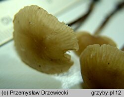 Mycetinis querceus (twardzioszek szczypiórkowy)