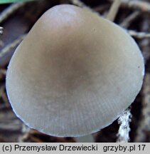 Coprinopsis marcescibilis (czernidłak dzwonkowaty)