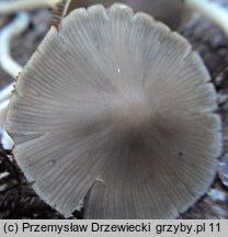 Coprinopsis marcescibilis (czernidłak dzwonkowaty)