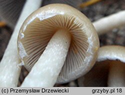 Coprinopsis marcescibilis (czernidłak dzwonkowaty)