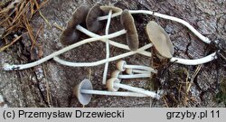 Coprinopsis marcescibilis (czernidłak dzwonkowaty)