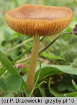 Conocybe brachypodii