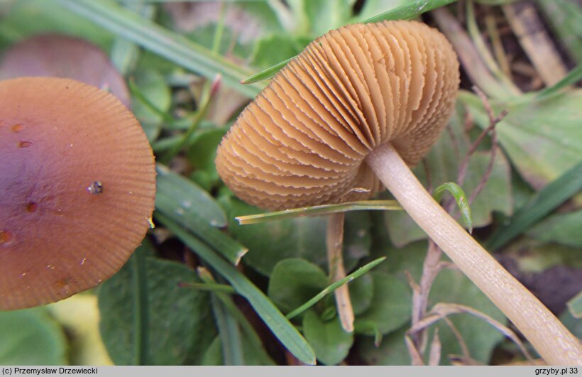 Conocybe brachypodii