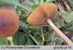 Conocybe brachypodii