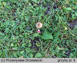 Conocybe brachypodii