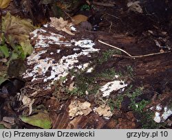 Gloiothele lactescens (balonikowiec mleczny)