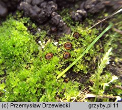 Trichophaea gregaria