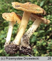 Inocybe aeruginascens