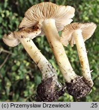 Inocybe aeruginascens