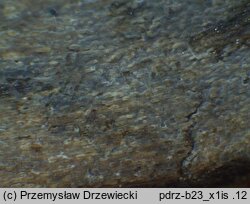 Amyloxenasma allantosporum (żylaczka serdelkowozarodnikowa)