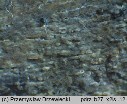 Amyloxenasma allantosporum (żylaczka serdelkowozarodnikowa)