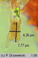 Amyloxenasma allantosporum (żylaczka serdelkowozarodnikowa)