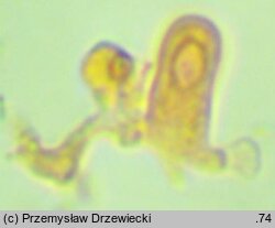 Amyloxenasma allantosporum (żylaczka serdelkowozarodnikowa)